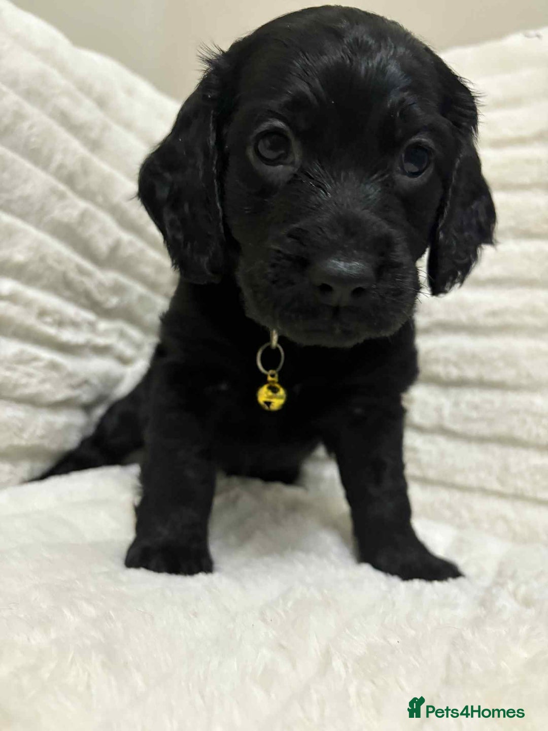 Cockapoo dogs for sale: Cockapoo puppies  - Image 2