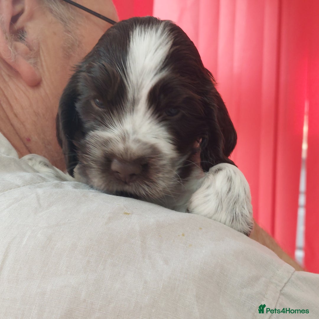 Cocker Spaniel dogs for sale: Kc Reg show type cocker spaniel puppies  - Image 15