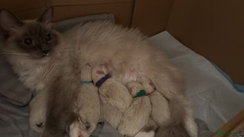 Ragdoll cats GCCF registered Pedigree Ragdoll kittens - Advert 5