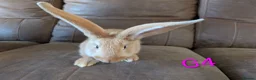 Continental Giant rabbits for sale: Continental giant - Advert 1