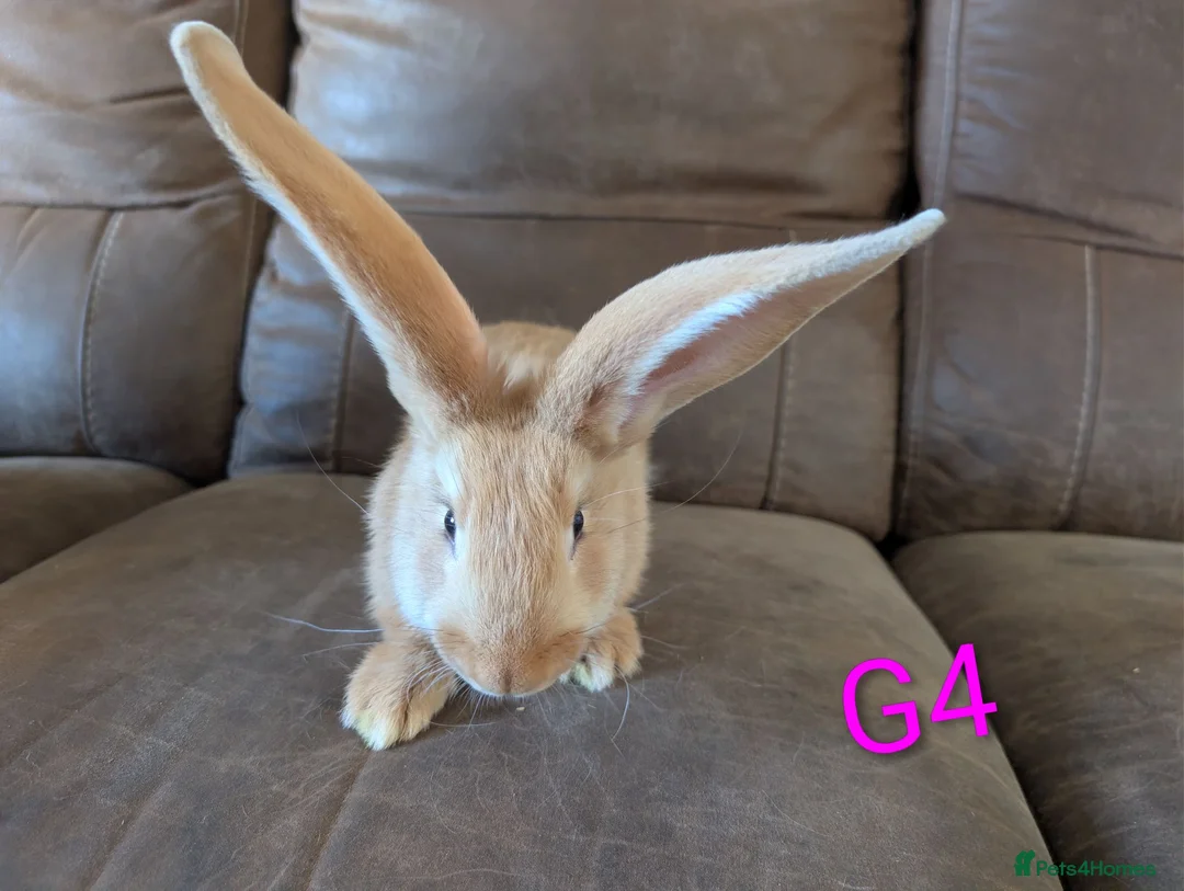 Continental Giant rabbits for sale: Continental giant - Advert 1