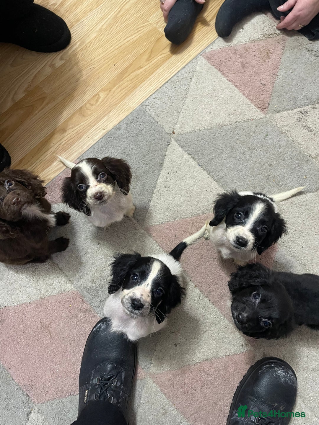 Sprocker dogs for sale: Sprocker Spaniel Puppies - Advert 1