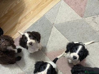 Sprocker dogs Sprocker Spaniel Puppies - Advert 1