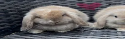 Mini Lop rabbits for sale: Beautiful baby mini lops  - Advert 4