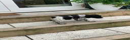Brittany Spaniel dogs for sale: Working Brittany Spaniels - Advert 5