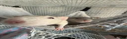 Rat rodents for sale: 4 Dumbo Rats  in Spalding - Advert 4