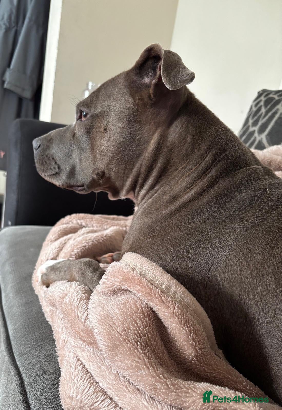 Staffordshire Bull Terrier dogs Wonderful blue staff pups  - Advert 1