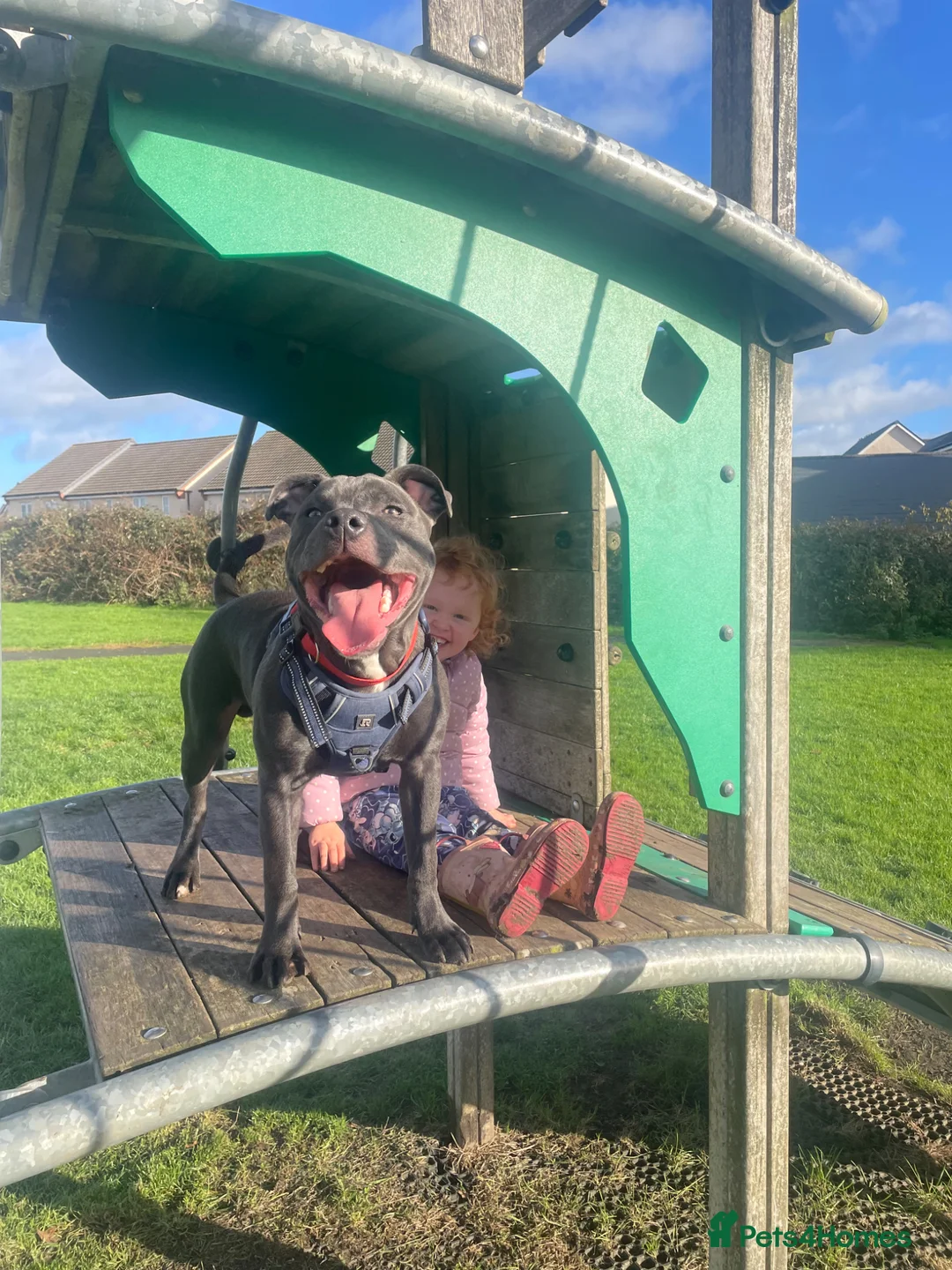 Staffordshire Bull Terrier dogs for sale: 11 month old staff for rehoming.  - Advert 3