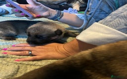 German Shepherd dogs for sale: 4 beautiful German shepherd fur babies  - Image 13