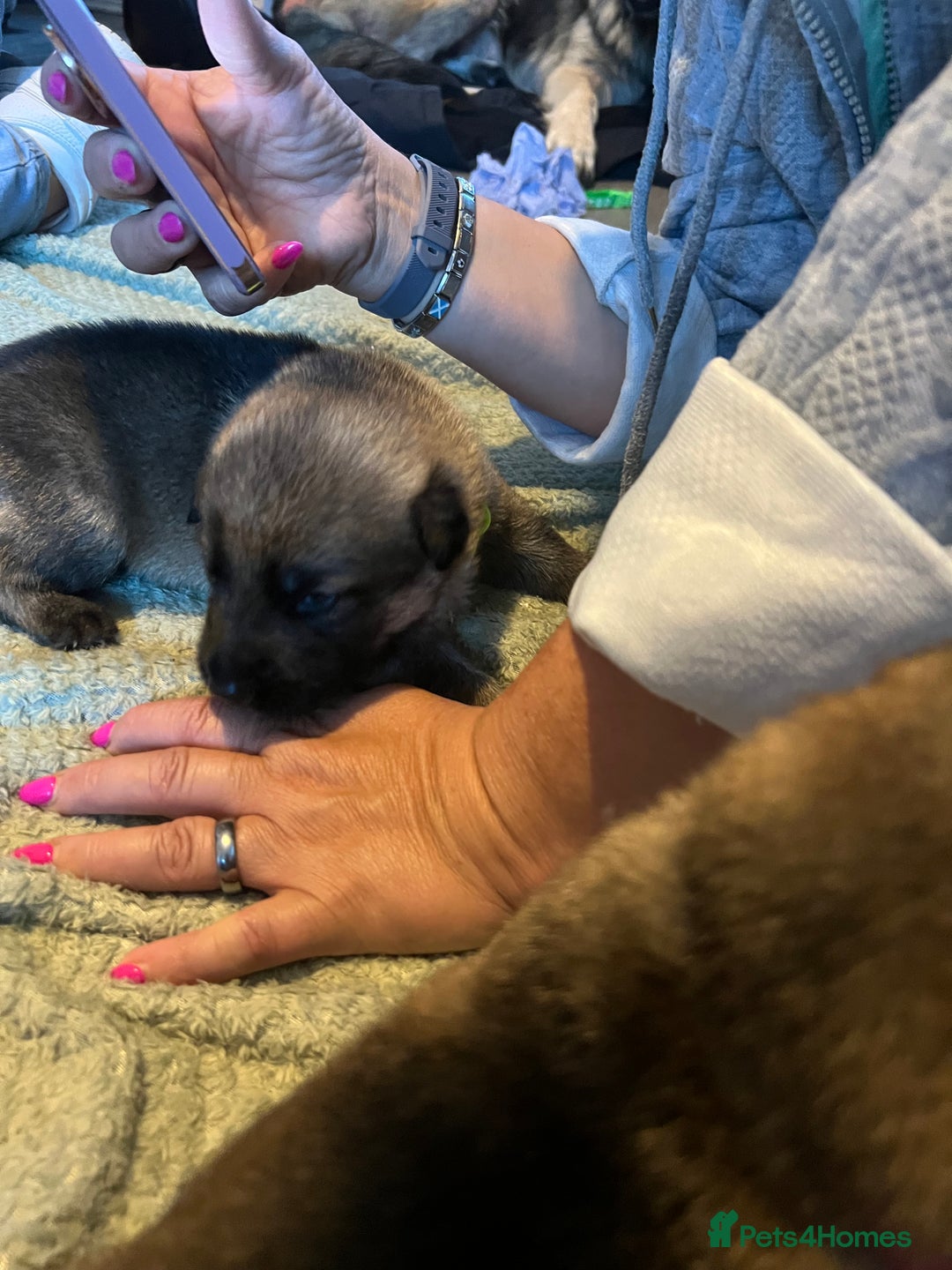German Shepherd dogs for sale: 4 beautiful German shepherd fur babies  - Image 13