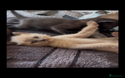 Burmese cats for sale: Burmese X Sisters  - Image 4