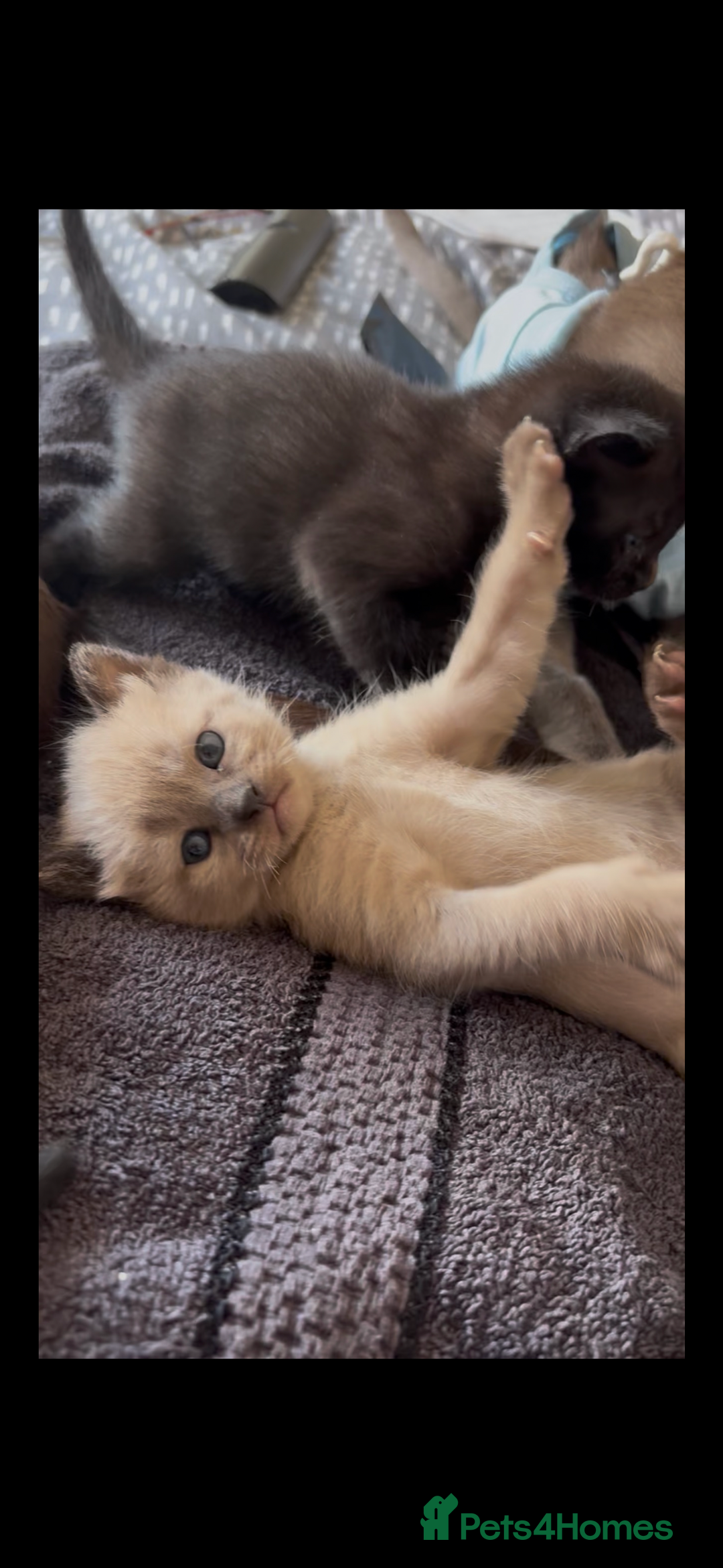 Burmese cats for sale: Burmese X Sisters  - Image 4
