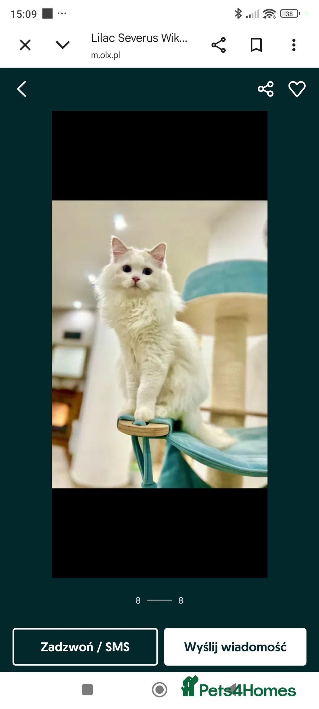 Ragdoll cats for sale: Lilac active ragdoll male - Advert 8