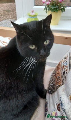 Mixed Breed cats DAISY - Advert 3