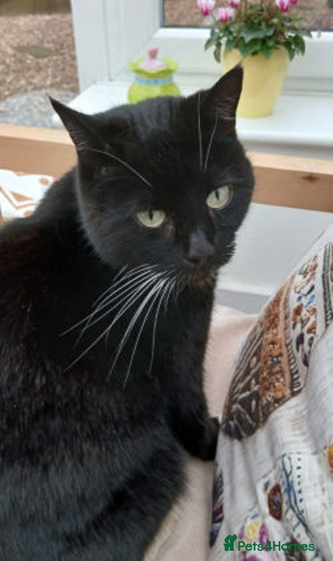Mixed Breed cats for adoption: DAISY - Advert 1