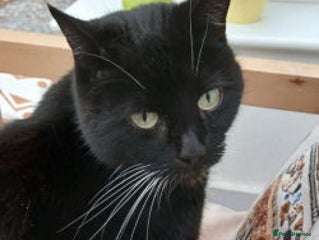 Mixed Breed cats DAISY - Advert 3