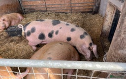 Pig livestock for sale: Gloucestershire Old Spot Gilts - Image 3