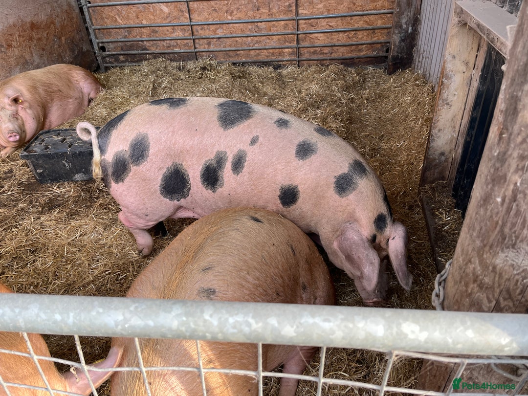 Pig livestock for sale: Gloucestershire Old Spot Gilts - Image 3