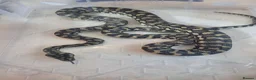 Mixed Breed reptiles for sale: Various animals - Advert 2