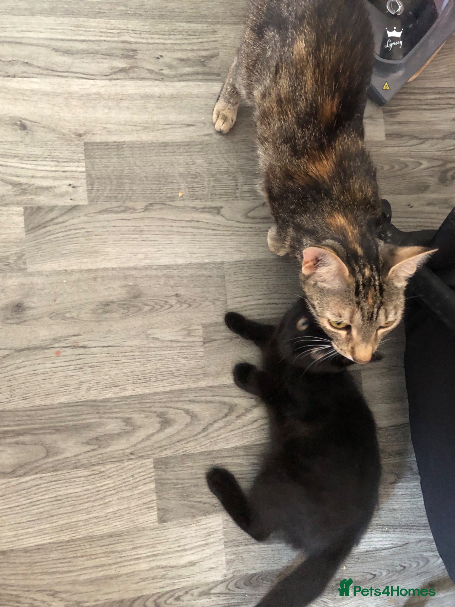 Mixed Breed cats Black male Kitten - Advert 1