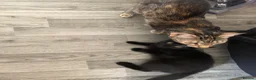 Mixed Breed cats for sale: Black male Kitten in Sittingbourne - Advert 1