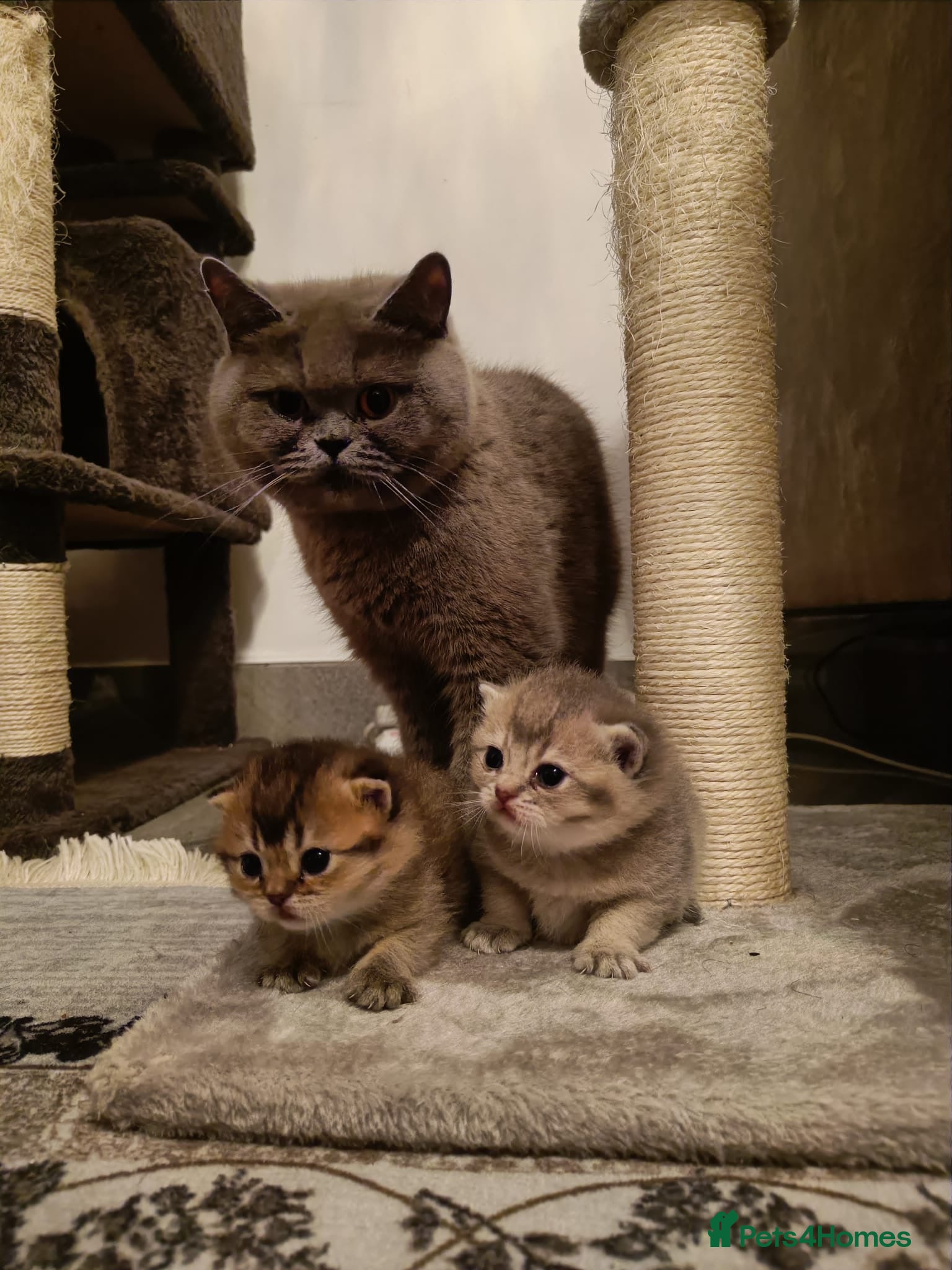 British Shorthair cats British Shorthair kittens  - Advert 1