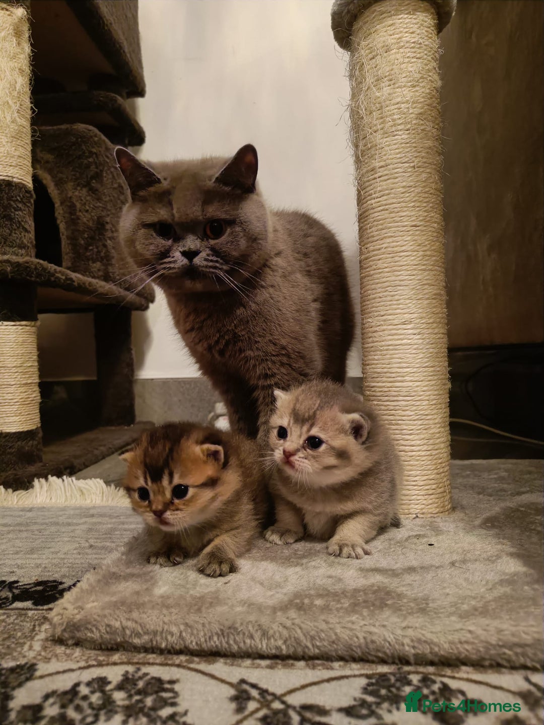 British Shorthair cats for sale: British Shorthair kittens  - Advert 1