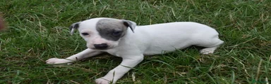 Whippet 4