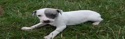 Whippet dogs for sale: Beautiful Pedigree Whippet Puppies.  in Boston - Advert 6