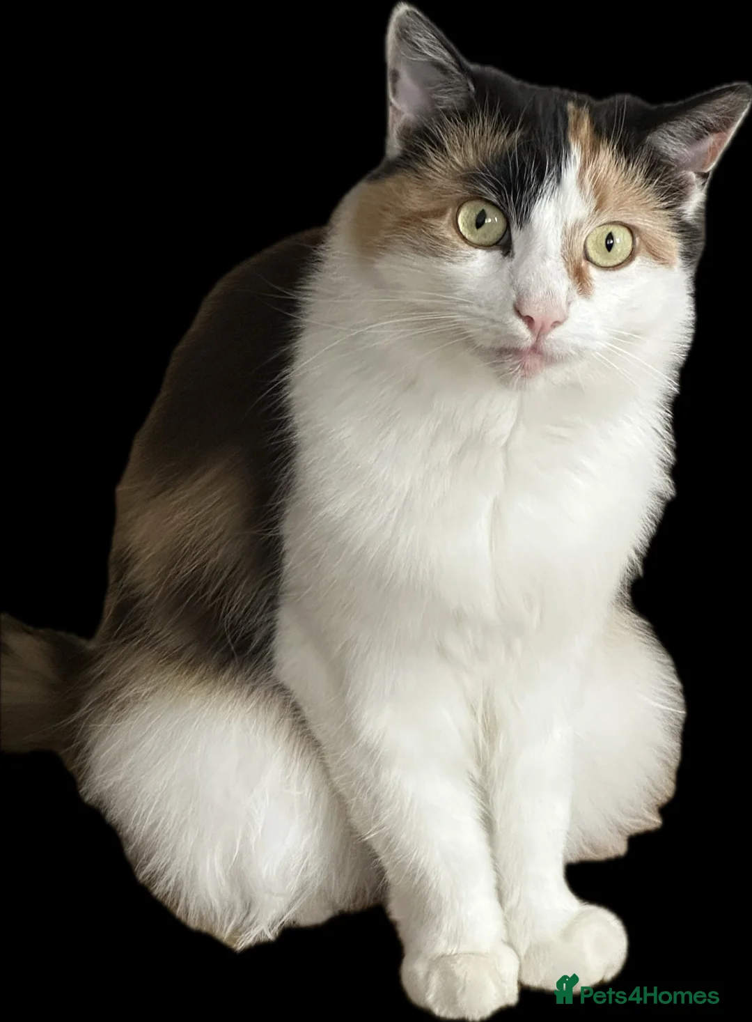 Mixed Breed cats for sale: Cat for sale  in London - Advert 2
