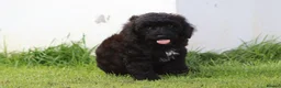 Cavapoo dogs for sale: Beautiful Cavapoo puppies for sale - Advert 10
