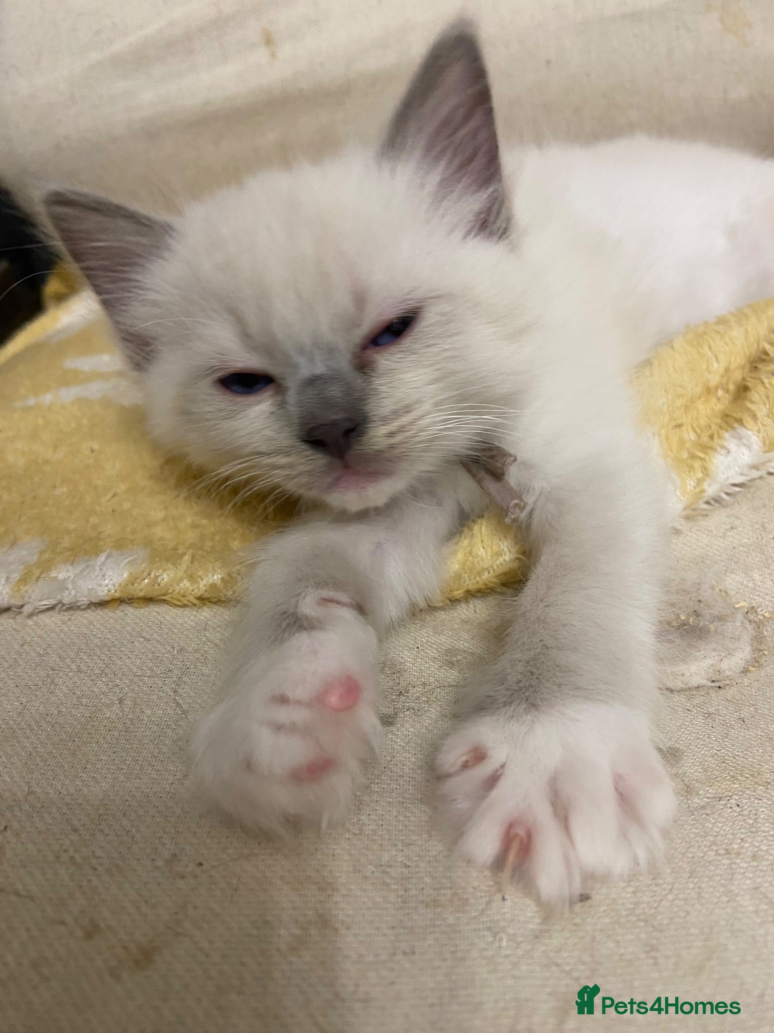 Ragdoll cats Stunning Ragdoll kittens blue point ready 15 Aug - Advert 2