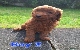 Cockapoo dogs for sale: READY NOW: 2x F1b curly red cockapoo boys - Image 1