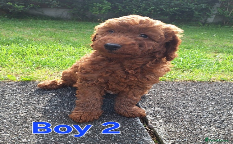 Cockapoo dogs - Advert 3