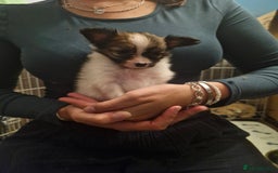 Papillon dogs for sale: KC Papillon. DNA health tested parents - Image 16