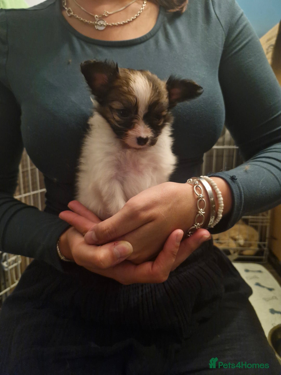Papillon dogs for sale: KC Papillon. DNA health tested parents - Image 16