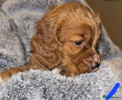 Cocker Spaniel dogs - Advert 16