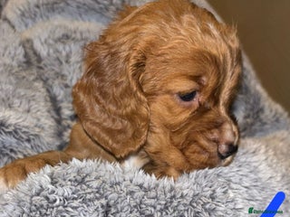 Cocker Spaniel dogs K.C. Registered W C cocker spaniel puppies - Advert 2