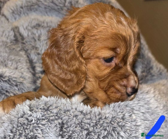 Cocker Spaniel dogs K.C. Registered W C cocker spaniel puppies - Advert 2