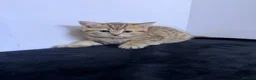 Scottish Fold cats for sale: Stunning Scottish straight ear girl is ready - Advert 16