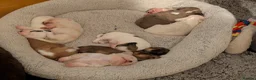 Mixed Breed dogs for sale: Adorable little bundles of joy!!  in Margate - Advert 22