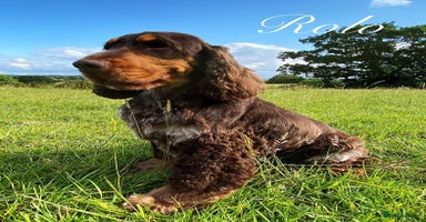 Cocker Spaniel dogs - Advert 2