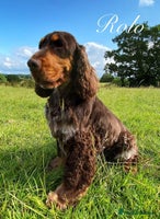 Cocker Spaniel dogs - Advert 2