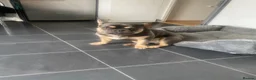 French Bulldog dogs for stud: Ace - Blue and Tan - STUD ONLY in Northolt - Advert 6