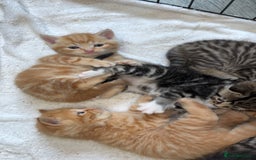 Bengal cats for sale: BENGAL KITTENS - Image 2