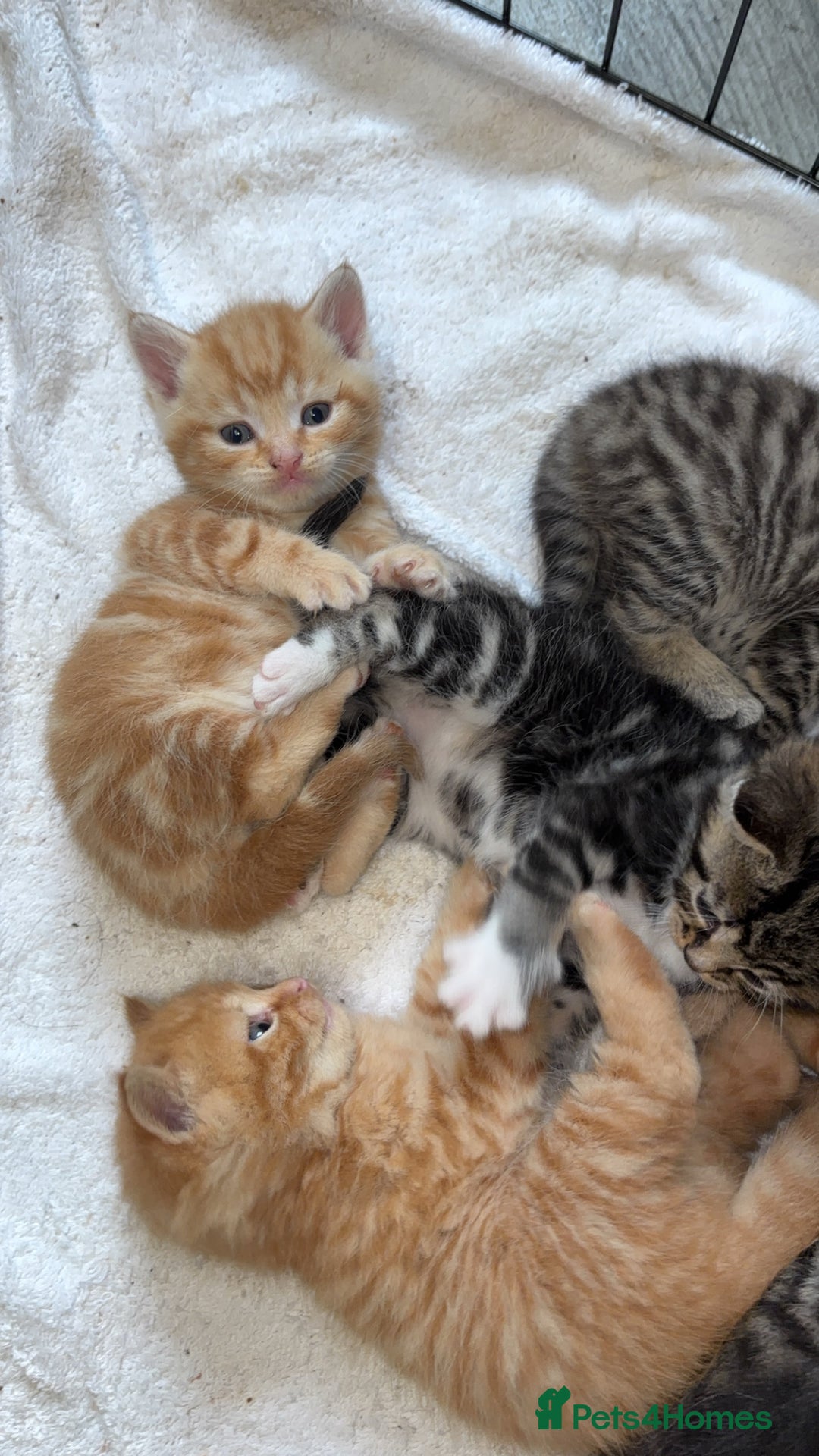 Bengal cats for sale: BENGAL KITTENS - Image 2