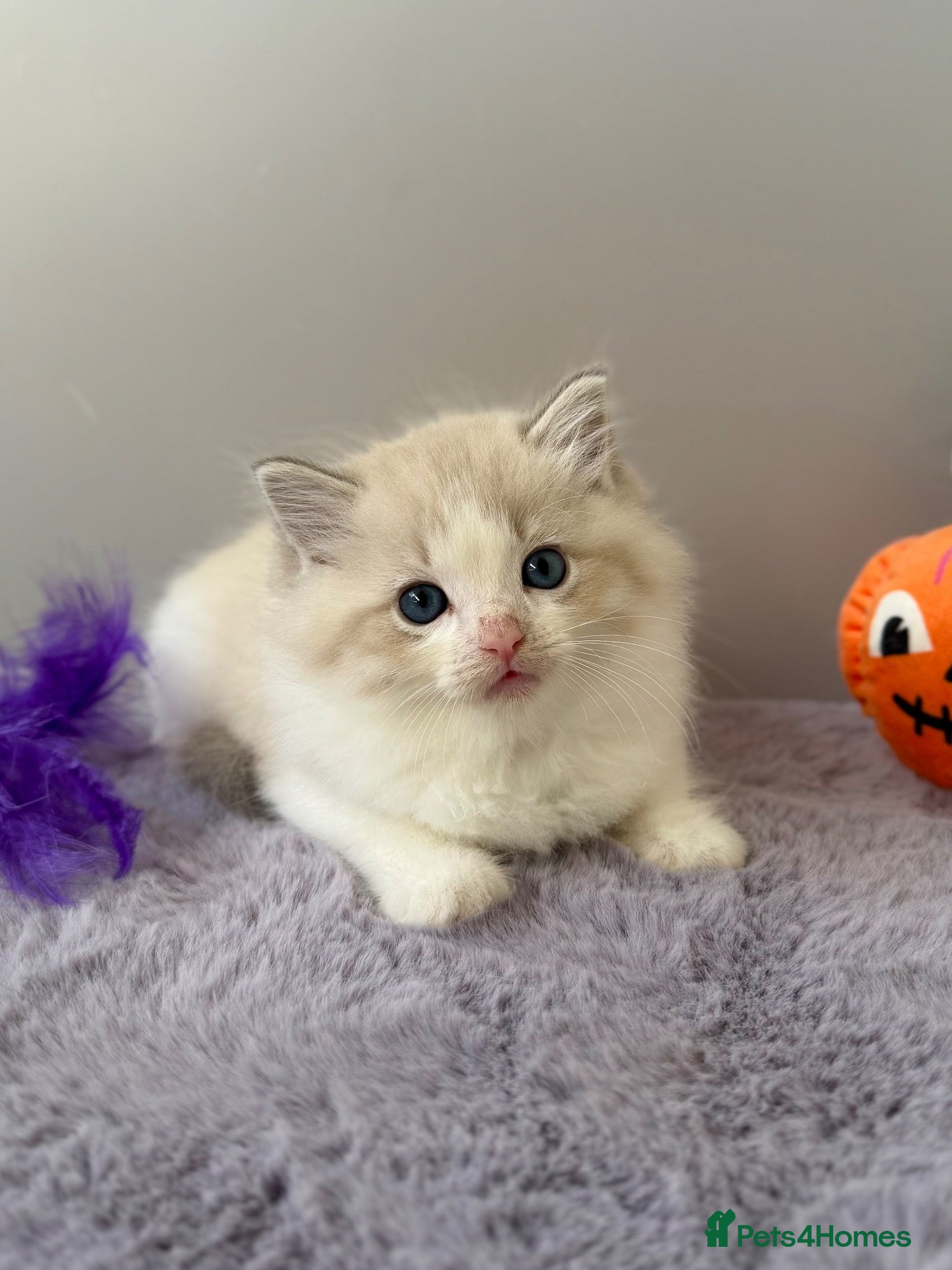 Ragdoll cats TICA registered ragdoll kittens - Advert 2