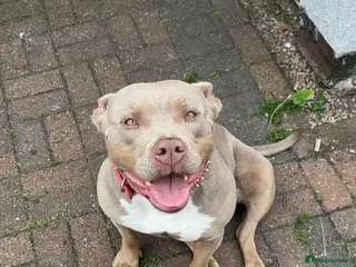 American Bully dogs AMERICAN BULLY - Advert 2