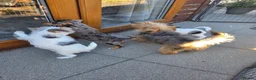 Jack Russell dogs for sale: Jack Russell Pups - Advert 13