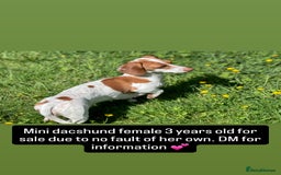 Miniature Dachshund dogs for sale: Beautiful mini dachshund for sale  - Image 1
